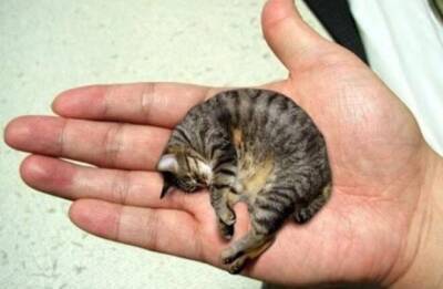Самая маленькая кошка в мире – кто же она?