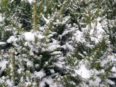 Молодые елки в нижегородских лесах будут под усиленной охраной в декабре