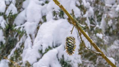Снежно и тепло: москвичам рассказали о погоде на следующей неделе