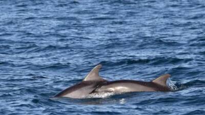 Видео: дельфины, мама и сын, приплыли к берегам Герцлии погреться