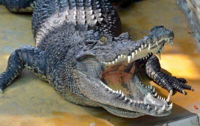 Древние крокодилы пережили динозавров, благодаря особому небному клапану в горле