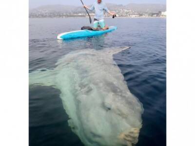 В Калифорнии мужчины встретили огромную рыбу-луну, когда катались на сапсерфах