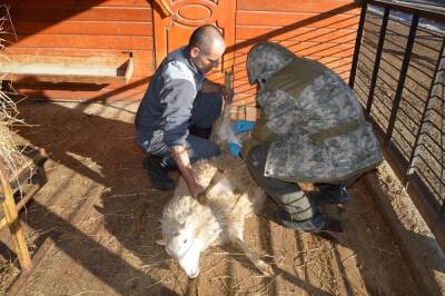 Полорогим Сахалинского зоопарка сделали прививки от ящура
