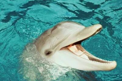 Как дельфины и киты получают пресную воду, обитая в соленых морях и океанах? (7 фото)