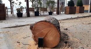 Жители Сочи потребовали остановить вырубку краснокнижных деревьев