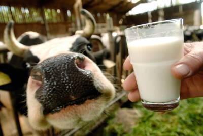 Какое молоко во Владимирской области самое качественное
