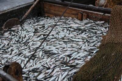 Карельские предприятия добывают 98% морепродуктов в Баренцевом море и Атлантике