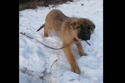 «Захотел мяса»: иркутский студент убил бездомного щенка, чтобы поесть