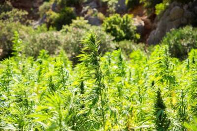 Рязанец получил три года «условки» за выращивание марихуаны