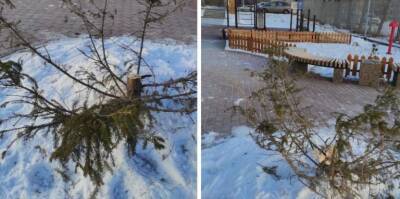 В Челябинске на набережной озера Смолино вандалы спилили четырехметровую ель