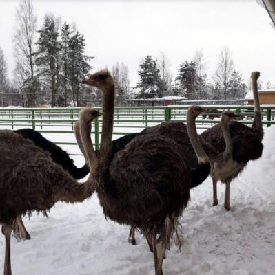 В Курганской области может закрыться единственная в регионе страусиная ферма