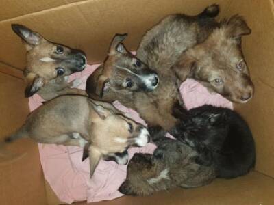 Шесть симпатичных воронежских щенков хотят найти заботливых хозяев