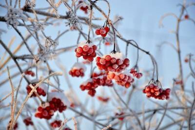 14 декабря в Белгородской области похолодает до 5 градусов мороза