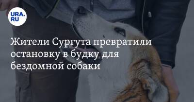 Жители Сургута превратили остановку в будку для бездомной собаки. Видео