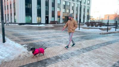 Подробности гибели щенка во дворе московского ЖК