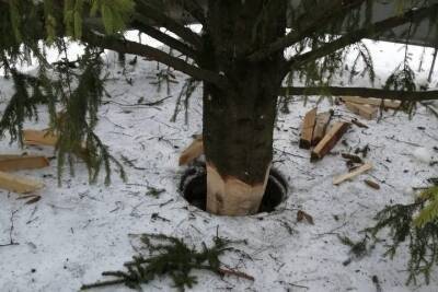 В брянском поселке Белые Берега вандали подпилили елку