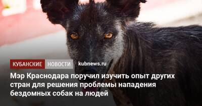 Мэр Краснодара поручил изучить опыт других стран для решения проблемы нападения бездомных собак на людей