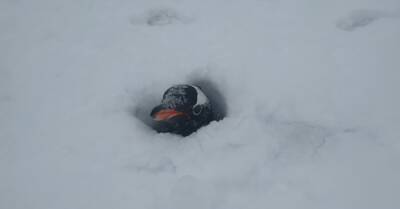 На станции Академик Вернадский в Антарктиде выпало рекордное количество снега - засыпало даже гнезда пингвинов
