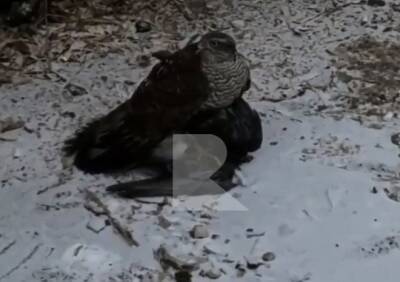 В центре Рязани засняли, как хищная птица убивает голубя - ya62.ru - Рязань