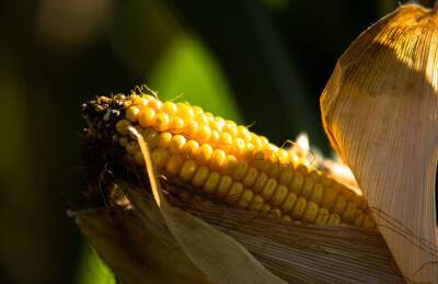 Урожайность кукурузы на Виннитчине выросла почти вдвое