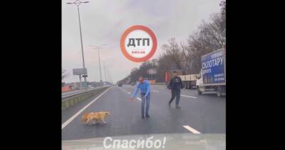 Водитель авто помог перейти испуганным собакам Бориспольскую трассу (видео)