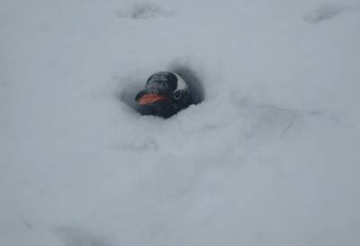 Пингвинов засыпало: В Антарктиде выпало рекордное количество снега