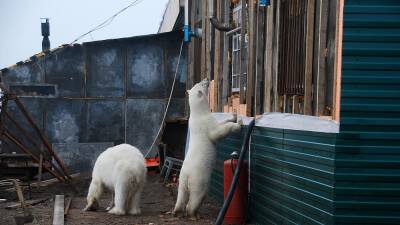 Опасная встреча: белые медведи выходят к людям из-за изменения климата