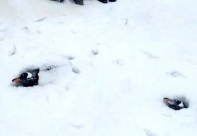 Пингвинов засыпало по шею: на станции Вернадский выпало более 2,5 метра снега