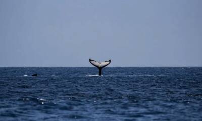 Госдума запретит вылов китов и дельфинов в культурных целях