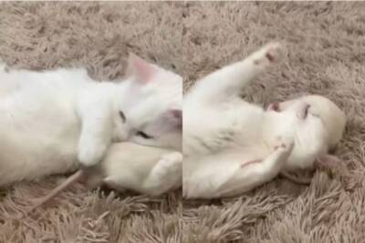 Курьез: кошка забыла инстинкты и принялась играть с мышкой (ВИДЕО)