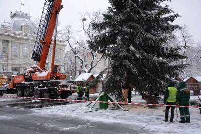 Полиция привезла главную елку Львова