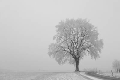 14 декабря в Туле ожидается туман, мокрый снег и до -7 градусов мороза