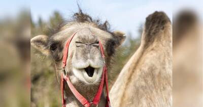 40 учасників конкурсу краси серед верблюдів дискваліфіковані через уколи ботоксу