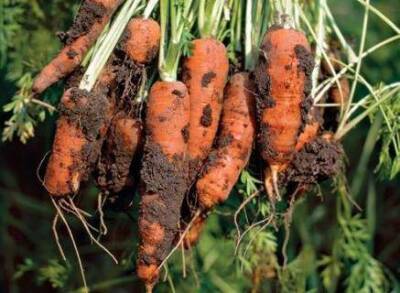 Ризоктониоз моркови. - skuke.net