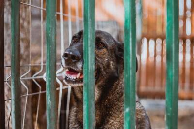 Меры усилены: В Улан-Удэ появился новый отловщик собак