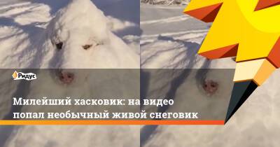 Милейший хасковик: на видео попал необычный живой снеговик