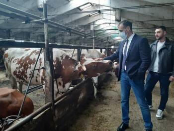 Многострадальные коровы из Надеево: как живут буренки год спустя?