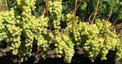 Описание мускатных сортов винограда