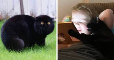 17 фотографий очаровательных и забавных чёрных котов, которые развеивают миф о том, что они приносят несчастья