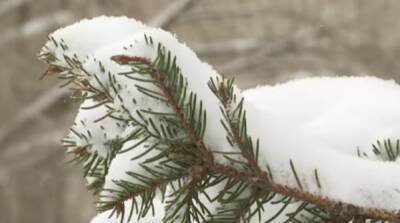 Мокрый снег и гололед: Укргидрометцентр предупредил об опасной погоде 14 декабря