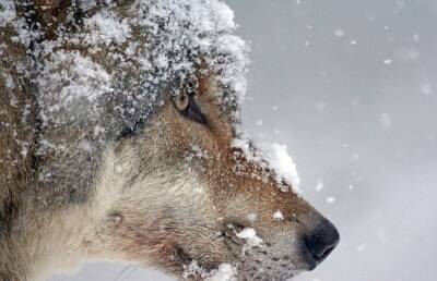 В сибирской тайге подстрелили пожарных, перепутав их снегоход с волком
