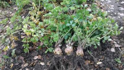 Советы от Октябрины Ганичкиной по выбору сортов корневого сельдерея и его выращиванию