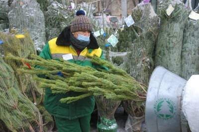 Эксперты рассказали о влиянии новогодней елки на иммунитет - tvc.ru - Московская обл.
