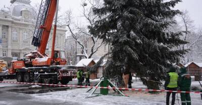 Главной елкой Львова стало дерево, 35 лет назад привезенное из Карпат