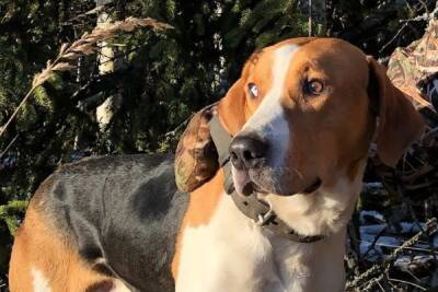 В Тверской области во время охоты потерялся пес с разноцветными глазами