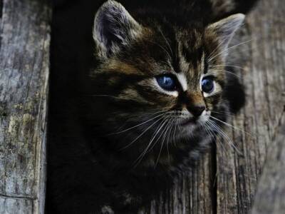 Петербурженка нашла живого котенка в унитазе
