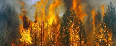 В Красноярском крае СК передал в суд материалы дела о масштабных лесных пожарах в регионе