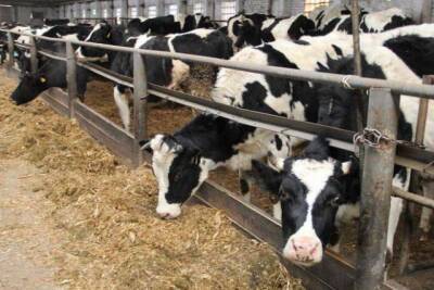 Украина может потерять отечественные породы коров