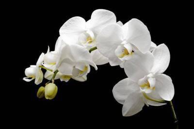 Элементарный способ, который заставит цвести даже самую «вредную» орхидею - skuke.net