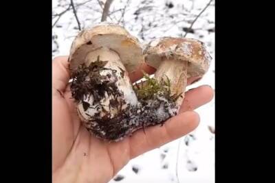 В Мурманской области белые грибы открыли зимний сезон